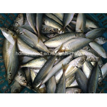 Neue runde Scad Fish (14-18cm)